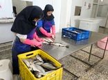 یک واحد فرآوری و بسته بندی آبزیان در بیضا به بهره برداری رسید