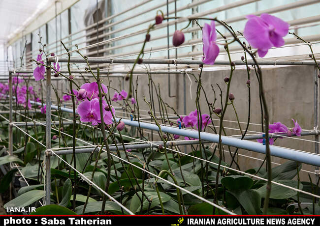 گلخانه بیست و پنج ساله درپاکدشت
