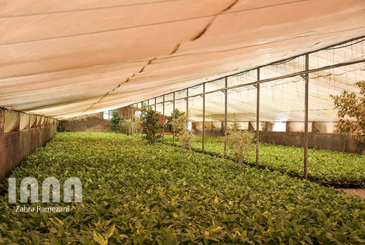 پیش بینی تولید ۲.۲ میلیون تن سبزی و صیفی گلخانه‌ای
