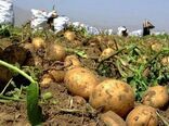 آغاز برداشت سیب زمینی از مزارع گلستان