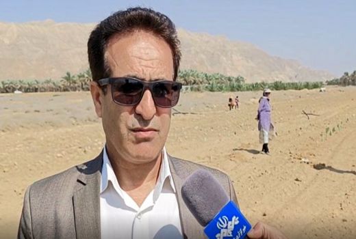 کشت گیاه کاکتوس آپونتیا در شهر کلمه 