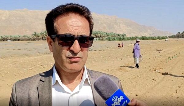 کشت گیاه کاکتوس آپونتیا در شهر کلمه 