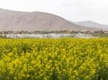 ۷۳ هزار فقره بیمه‌نامه مرتبط با حوزه کشاورزی در چهارمحال و بختیاری صادر شد