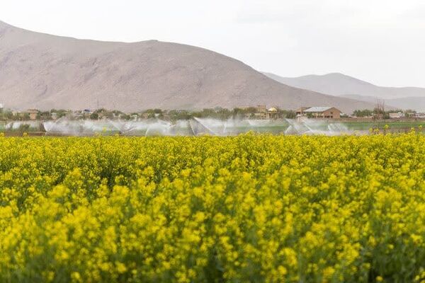 ۷۳ هزار فقره بیمه‌نامه مرتبط با حوزه کشاورزی در چهارمحال و بختیاری صادر شد