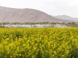 ۷۳ هزار فقره بیمه‌نامه مرتبط با حوزه کشاورزی در چهارمحال و بختیاری صادر شد