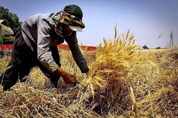 بیش از 12 هزار تن گندم از کشاورزان خراسان جنوبی خریداری شد