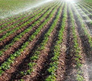 کشاورزی اصفهان در بزنگاه آینده؛ میان کم‌آبی و نوآوری