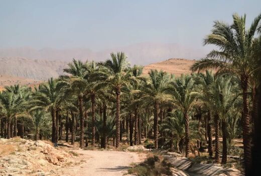 خشکسالی و افت کیفیت منابع آبی مهمترین مشکل نخیلات استان بوشهر است