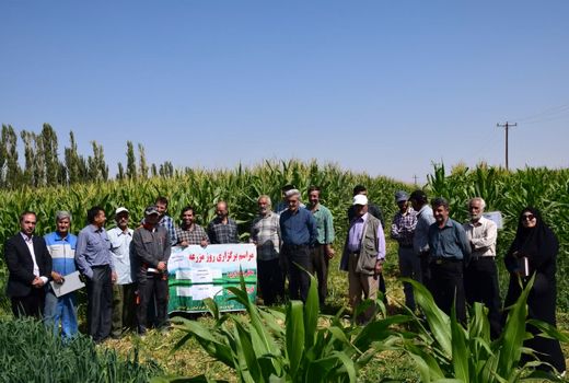 مراسم روز مزرعه ذرت علوفه‌ای ونقش آن درتغذیه گاوشیری در گلپایگان