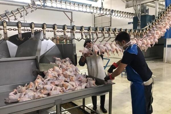 عرضه ٢٠١ هزار تن گوشت انواع طیور در کشتارگاه‌های رسمی کشور در دی ۱۴۰۰ 