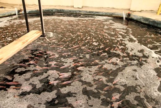 یزد به قطب تولید ماهی تیلاپیای کشور تبدیل می‌شود