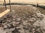 یزد به قطب تولید ماهی تیلاپیای کشور تبدیل می‌شود