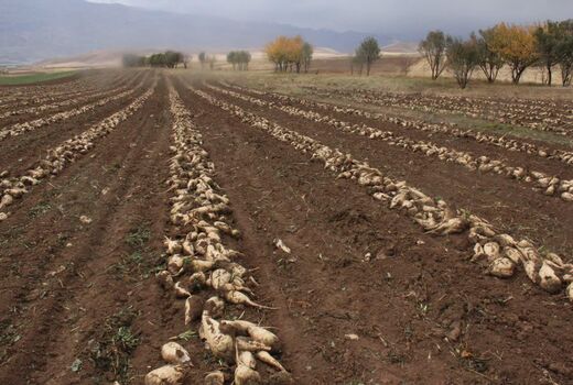 برداشت بیش از 52 هزار تن چغندرقند در چهارمحال و بختیاری