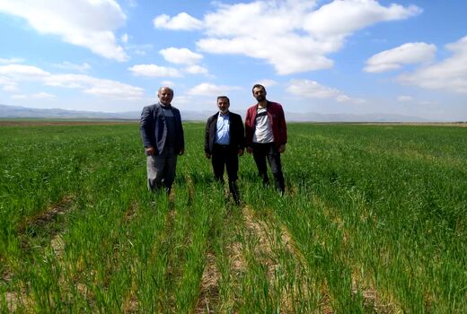 بازدید میدانی از مزارع گندم، نخود و زیره در شهرستان تاکستان