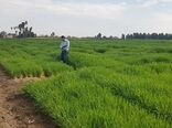 به‌نژادی غلات؛ موتور محرک امنیت غذایی