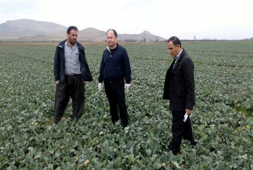 پایش مستمر مزارع زیر کشت دانه روغنی کلزا در آذربایجان غربی 