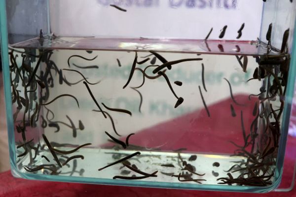 تولید ۱۵۰ هزار قطعه زالوی طبی در واحد پرورش زالوی قزوین