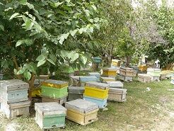 اجرای طرح آمارگیری از کلنی‌های زنبور عسل
