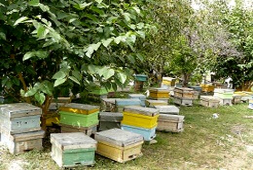 اجرای طرح آمارگیری از کلنی‌های زنبور عسل