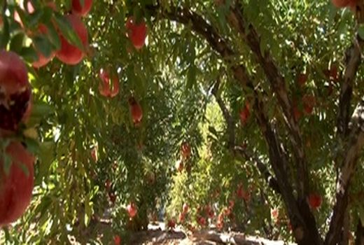  اجرای طرح یکپارچه کشت انار در شهرستان نجف آباد با 1700 سهام دار