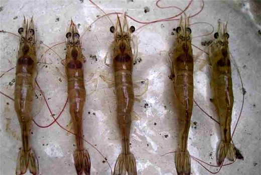  تولید ۱۰ هزار جفت میگو مولد عاری از بیماری در بوشهر