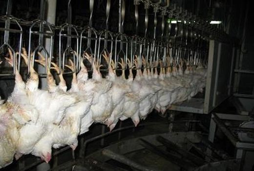 12 هزار تن گوشت سفید در جویبار تولید شد/ اشتغال مستقیم 3600 نفر