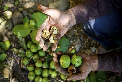 آغاز برداشت گردو از باغات مرودشت