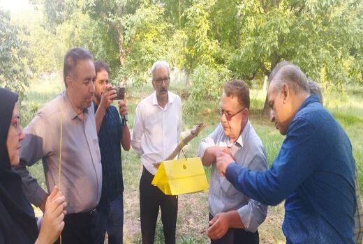 کاهش جمعیت آفت کرم خراط در باغات گردوی آذربایجان شرقی  با اجرای مدیریت تلفیقی