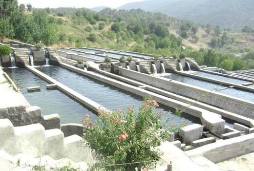 درمزارع پرورش ماهی شهرستان اردل  از مالاشیت گرین استفاده نشده است