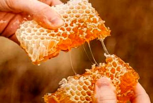 تولید ۱۳۶ هزار تن عسل براساس سرشماری امسال/ بیش از ۱۱.۵ میلیون کلنی زنبور عسل در کشور مستقر است