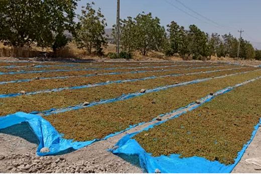 تولید چهار هزار تن مویز در کوار