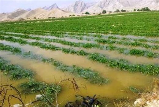 بیش از هزار میلیارد ریال خسارت به کشاورزی شیروان وارد شد