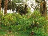 توجه جدی به عدم استفاده از آفت کش شیمیایی کنفیدور برای درختان مرکبات