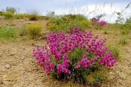 پیشتازی در کشت گیاهان دارویی و جهش صادراتی قزوین در مسیر طلای سبز