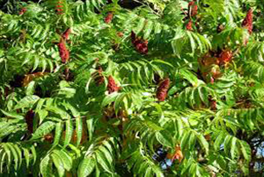 تولید ۳۴ تن سماق دیم خشک در عرصه‌های منابع طبیعی استان قزوین