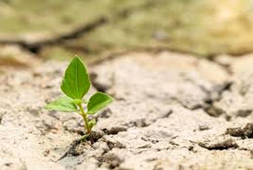  سیاست ها و برنامه های مدیریت حاصلخیزی خاک و تغذیه گیاه تبیین شد