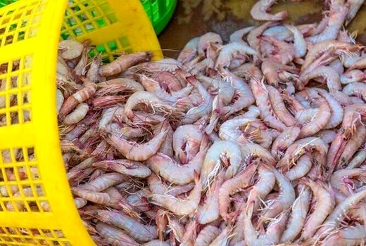 صید بیش از یک‌هزار و ۱۰۰ تن میگو در سواحل بوشهر 