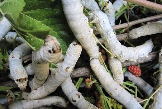 توزیع 4000 اصله نهال توت در راستای توسعه نوغانداری