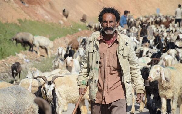  بیش از ۲ هزار تن جو بین عشایر استان چهارمحال و بختیاری توزیع شد 