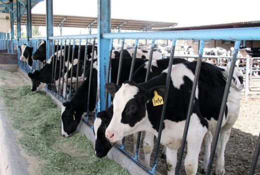 اختصاص کد اپیدمیولوژیک دام به 20 روستای شهرستان پردیس و دامداری‌های صنعتی