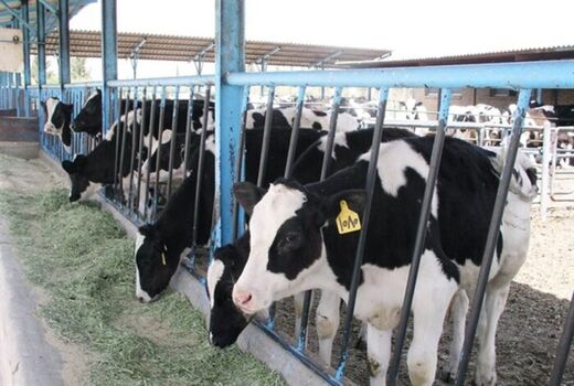 اختصاص کد اپیدمیولوژیک دام به 20 روستای شهرستان پردیس و دامداری‌های صنعتی
