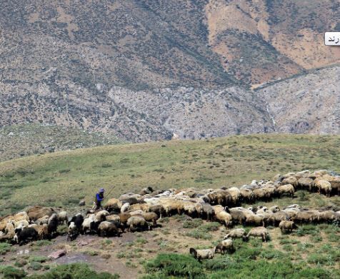گله‌های خراسان شمالی نسبت به تب برفکی ایمنی مطلوبی دارند
