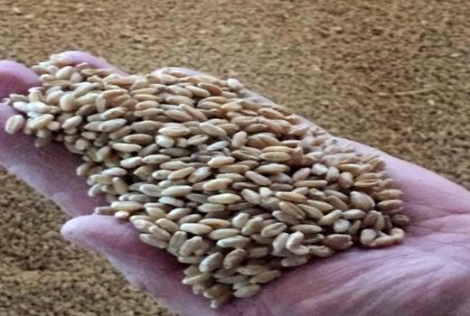 توزیع 680 تن بذر گواهی شده گندم در شیراز