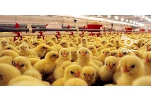 جوجه ریزی 2.4 میلیون قطعه ای در گلوگاه/تولید 6700 تن گوشت سفید