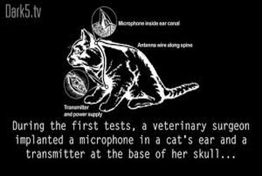 جاسوسی آمریکا با گربه