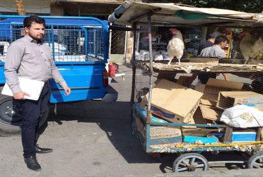 اجرای طرح ضربتی برخورد با عرضه کنندگان غیرمجاز طیور صنعتی در شهرستان قرچک