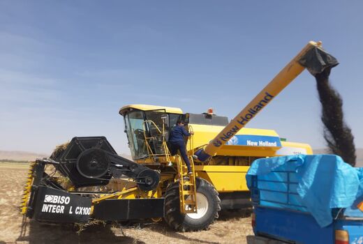 آغاز برداشت کلزا در زرین دشت