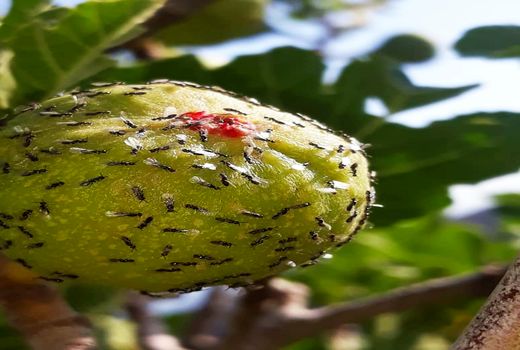 گرده‌ افشانی در انجیرستان های دیم نی ریز آغاز شد