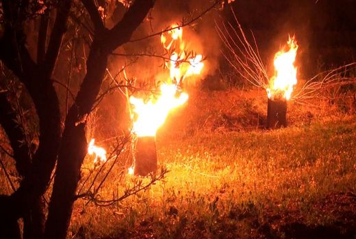  اجرای طرح چوم سوزی در باغات شهرستان سامان 