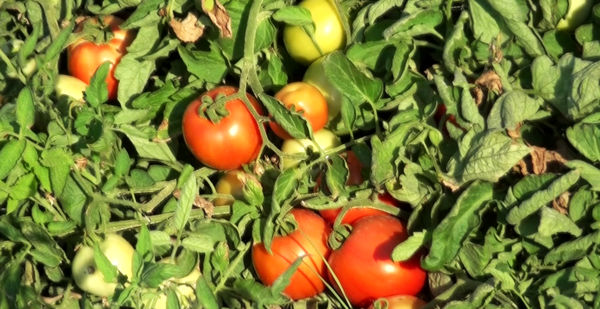 برداشت گوجه فرنگی دیررس در پارسیان